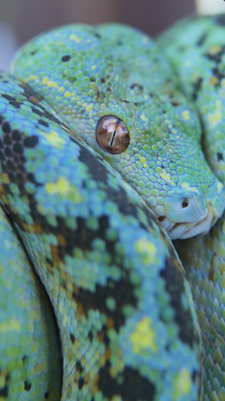 Close-up of a green tree python resting between colorful patterned coils