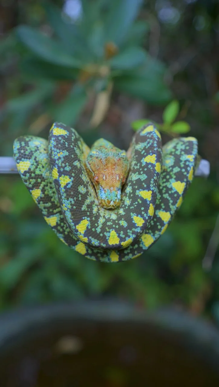 Aurora, a female green tree python, coiled against green foliage