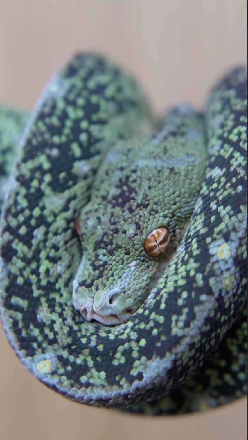 Close-up of a green tree python resting between patterned coils
