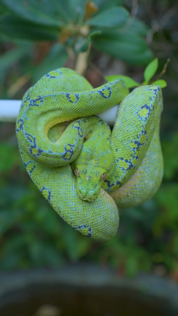 Floki, a Blueline male green tree python