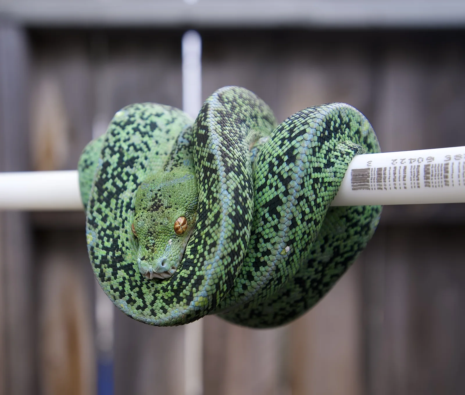 Matrix, a male green tree python from Freight Train × Pathogen
