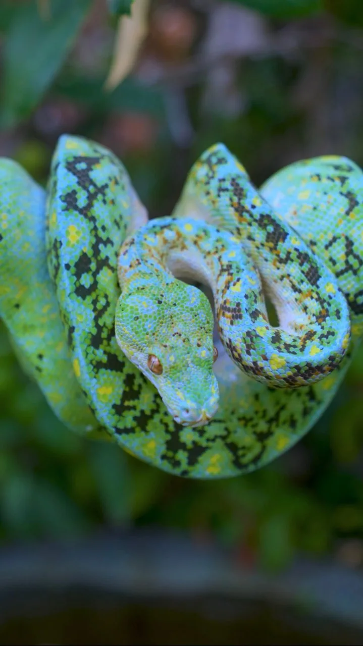 Prometheus, a Calico × Blueline male green tree python, coiled against green foliage