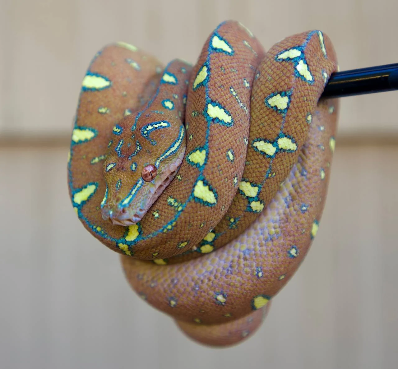 Red neo green tree python coiled around a dark perch