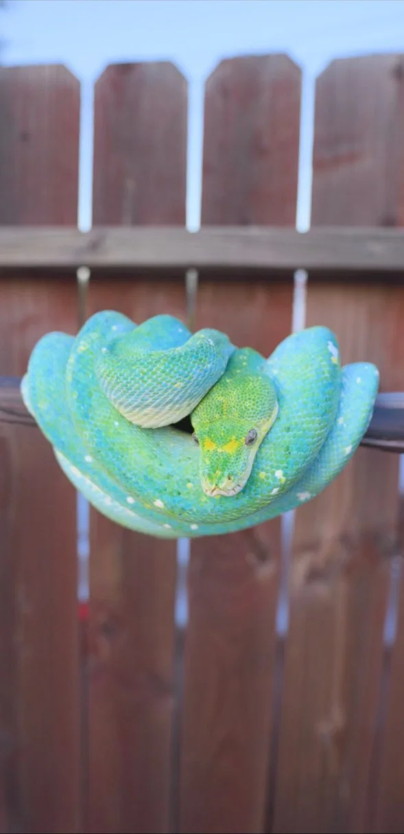 Sapphire, a female Aru × Biak green tree python