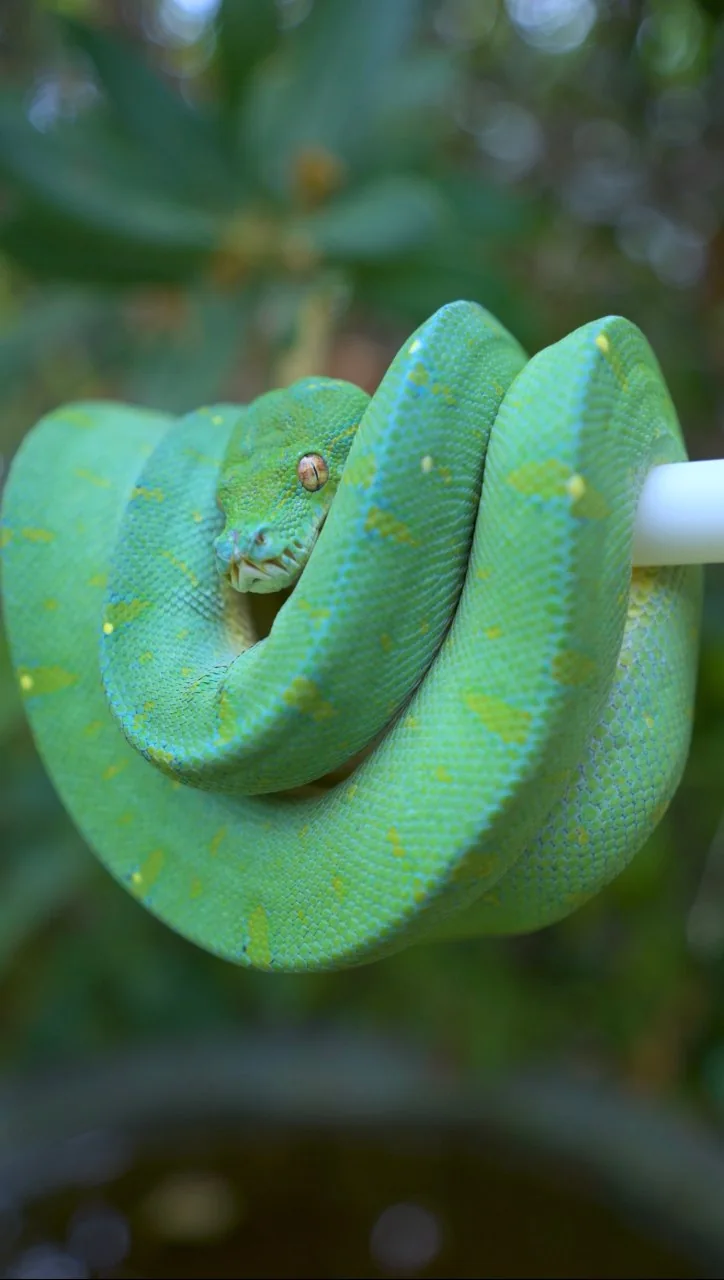 Sora, a male green tree python, coiled on a white perch against green foliage